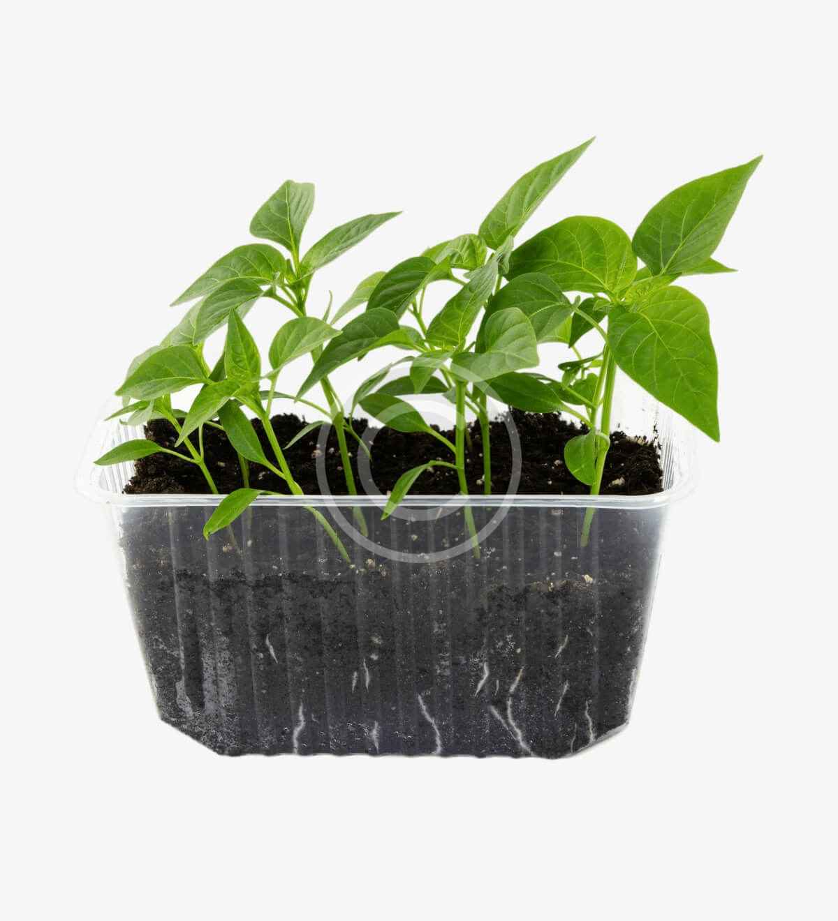 Vegetable container